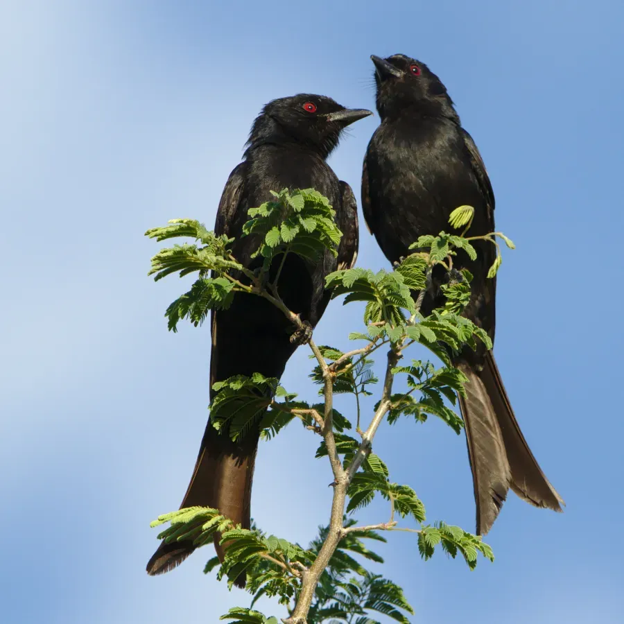 File:Fork-tailed Drongo, Dicrurus adsimilis, at Marakele National Park, Limpopo, South Africa (45863627405).jpg