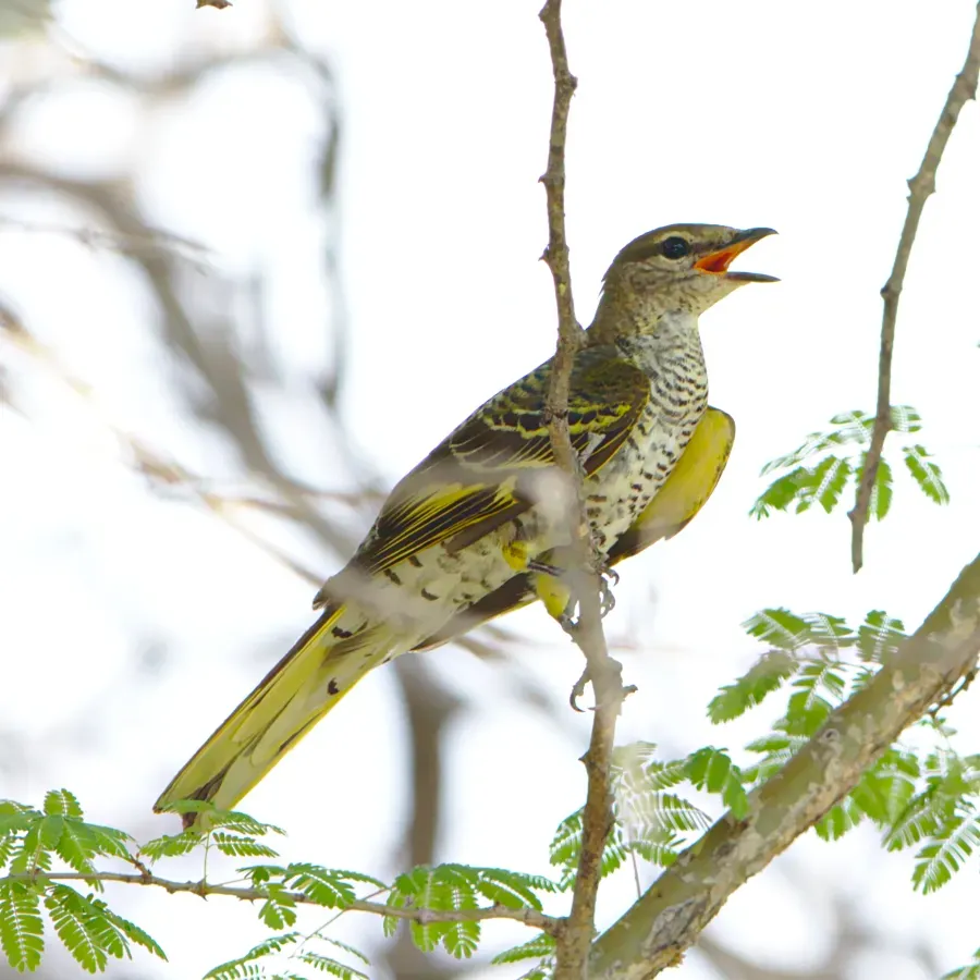 File:Black cuckooshrike, Campephaga flava female, at Marakele National Park, Limpopo, South Africa (45811626715).jpg