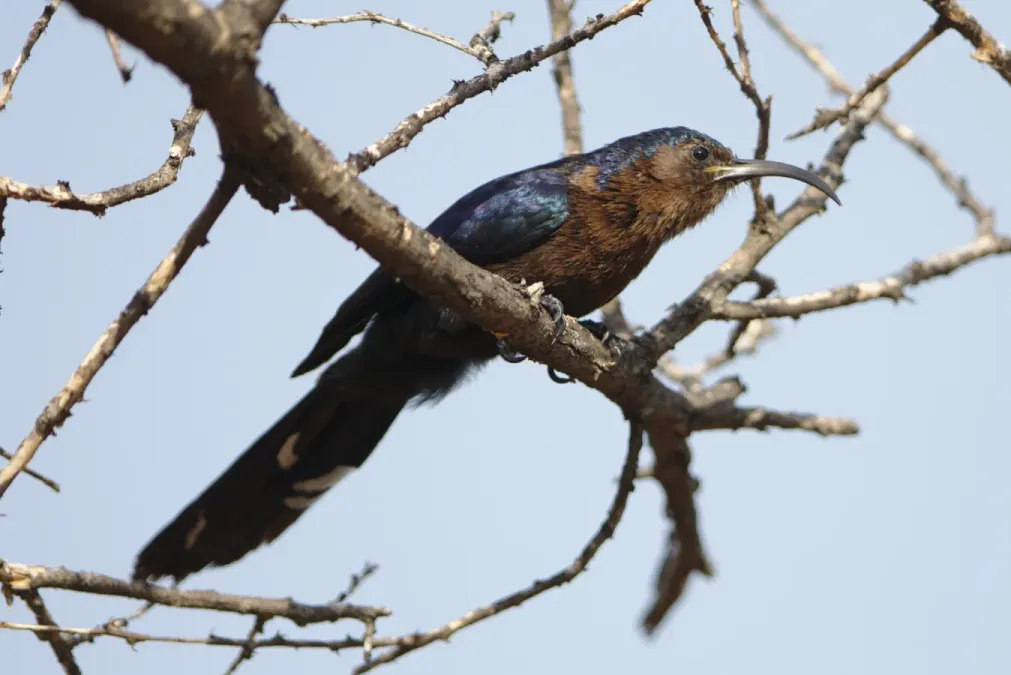 File:Common Scimitarbill, Rhinopomastus cyanomelas, at Marakele National Park, Limpopo, South Africa (46714113621).jpg
