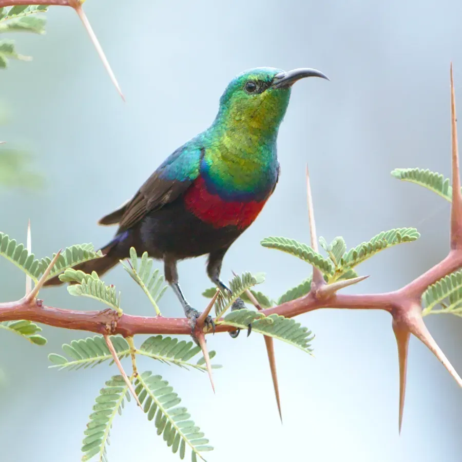 File:Marico sunbird, Cinnyris mariquensis, at Marakele National Park, Limpopo, South Africa (31756233857).jpg