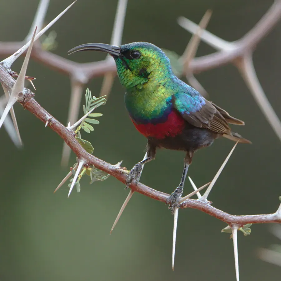 File:Marico sunbird, Cinnyris mariquensis, at Marakele National Park, Limpopo, South Africa (31756233977).jpg