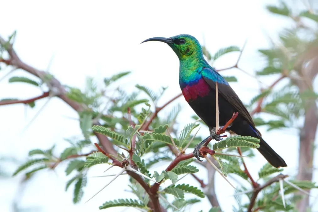 File:Marico sunbird, Cinnyris mariquensis, at Marakele National Park, Limpopo, South Africa (45782436315).jpg