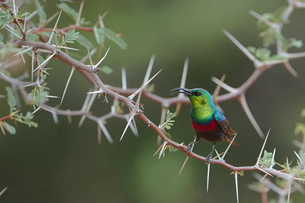 File:Marico sunbird, Cinnyris mariquensis, at Marakele National Park, Limpopo, South Africa (45782436785).jpg