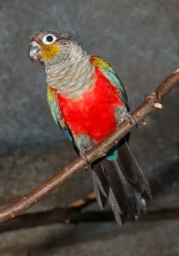 File:Pyrrhura perlata - Karlsruhe Zoo 02.jpg