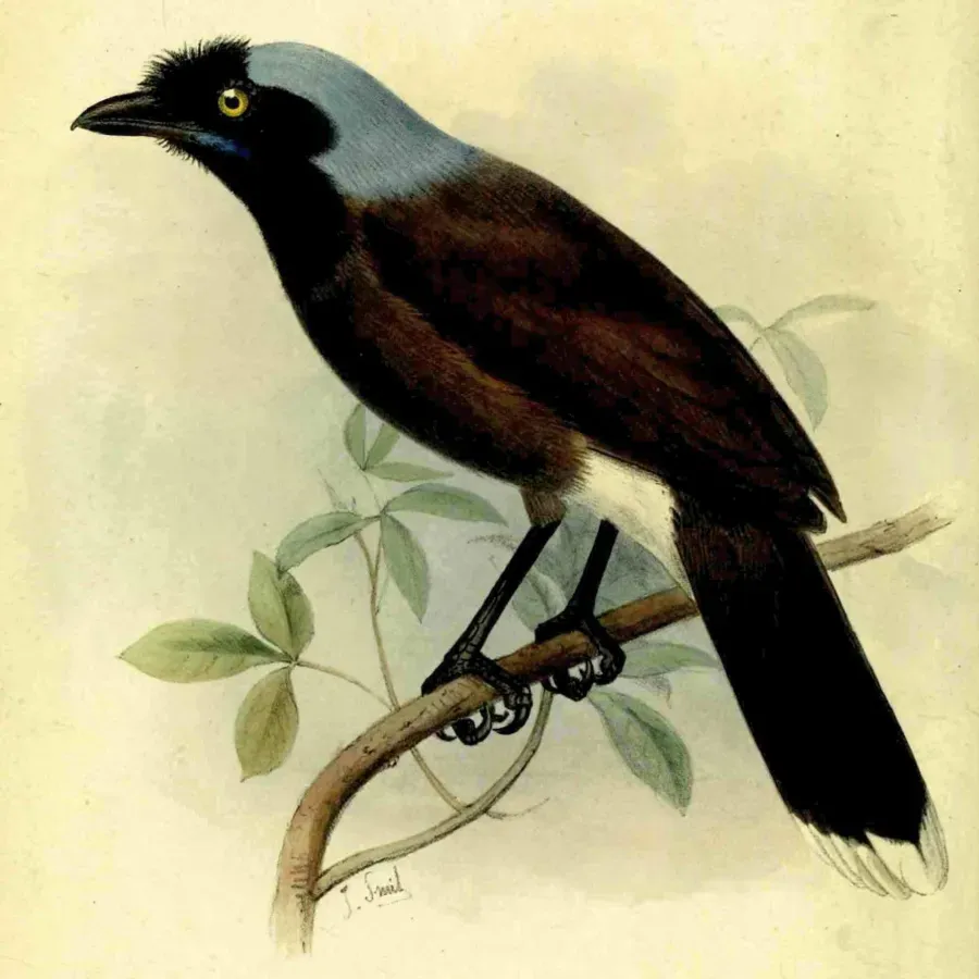 File:Cyanocorax heilprini by Joseph Smit.jpg