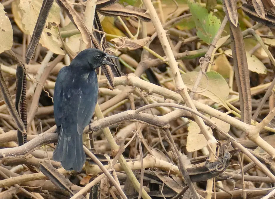 File:Unicolored Blackbird (Agelasticus cyanopus) male calling ... (48439201736).jpg