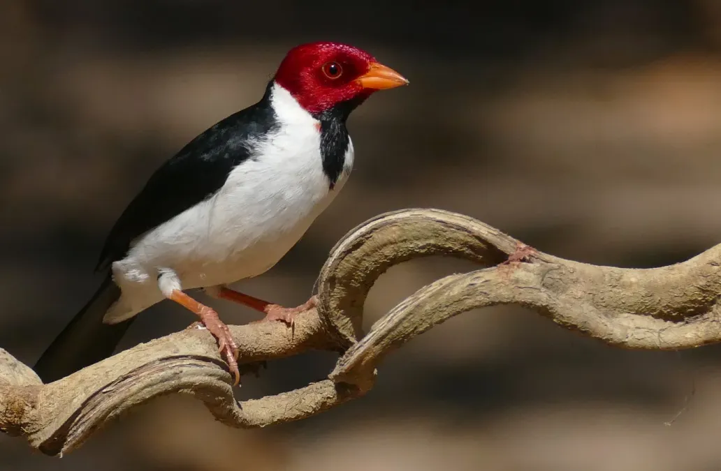 File:Yellow-billed Cardinal (Paroaria capitata) (48433967116).jpg