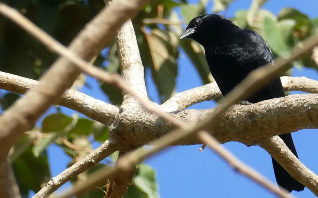 File:Chopi Blackbird (Gnorimopsar chopi) (48434128652).jpg