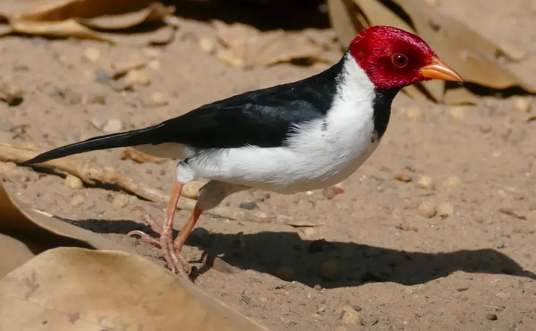 File:Yellow-billed Cardinal (Paroaria capitata) (48433945471).jpg
