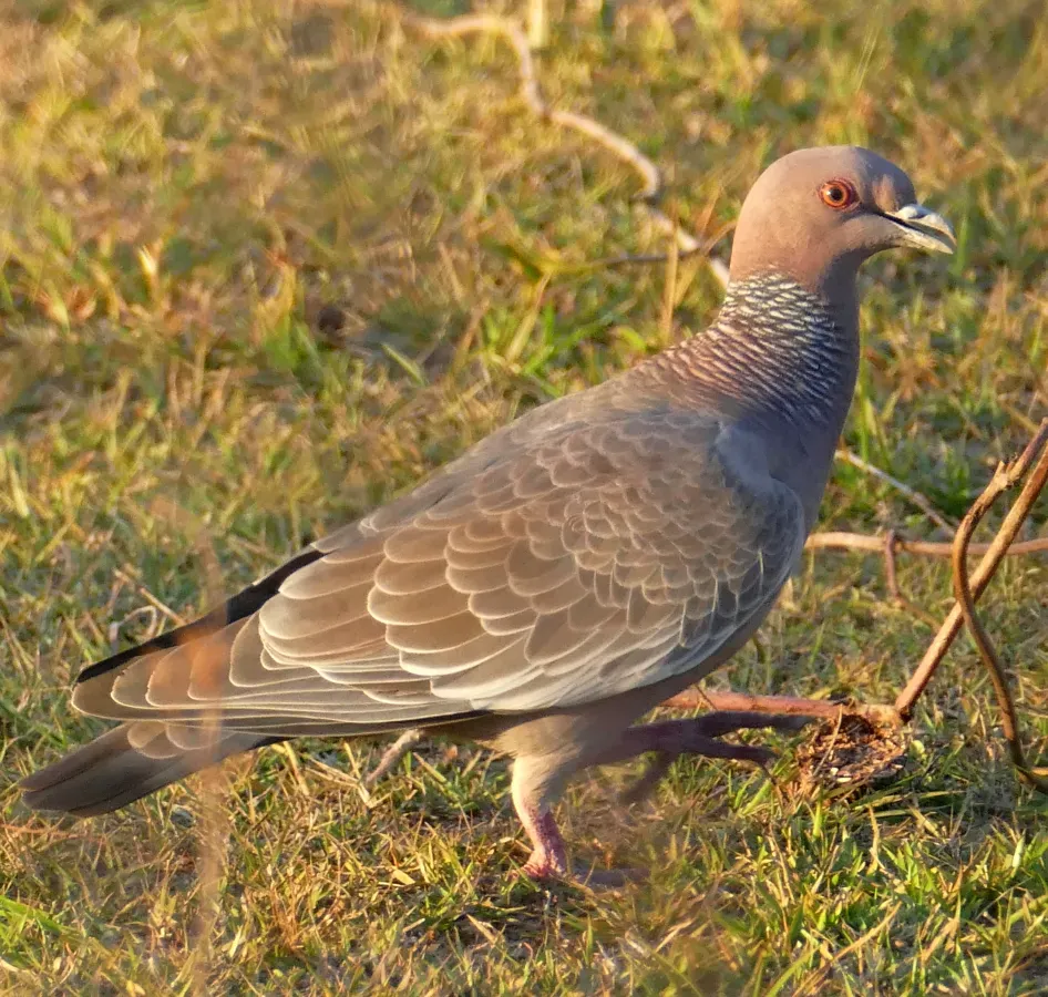 File:Picazuro Pigeon (Patagioenas picazuro) (48429913276).jpg