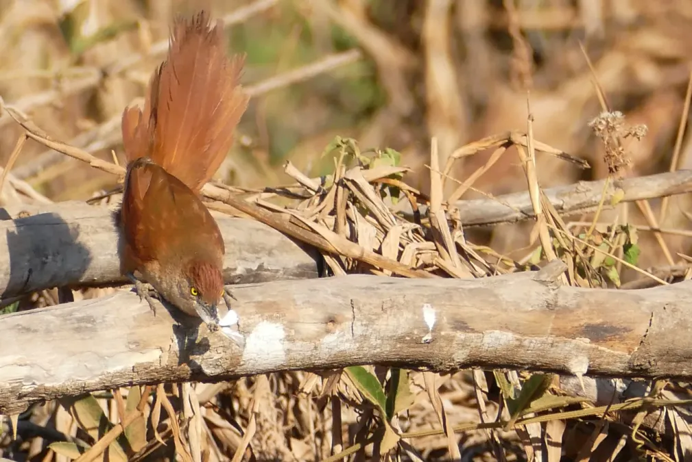 File:Greater Thornbird (Phacellodomus ruber) (48430006102).jpg