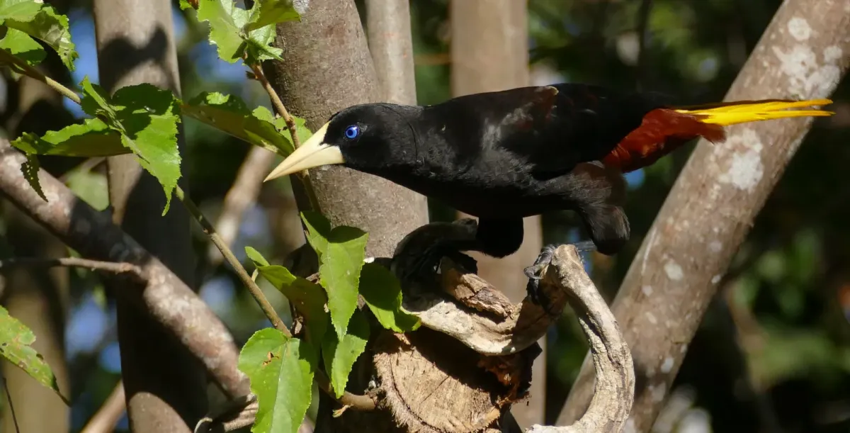 File:Crested Oropendola (Psarocolius decumanus) (48424608466).jpg