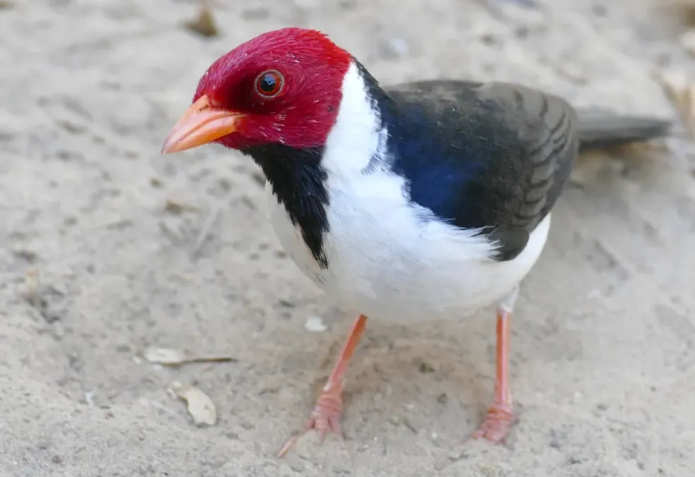 File:Yellow-billed Cardinal (Paroaria capitata) (48424501466).jpg