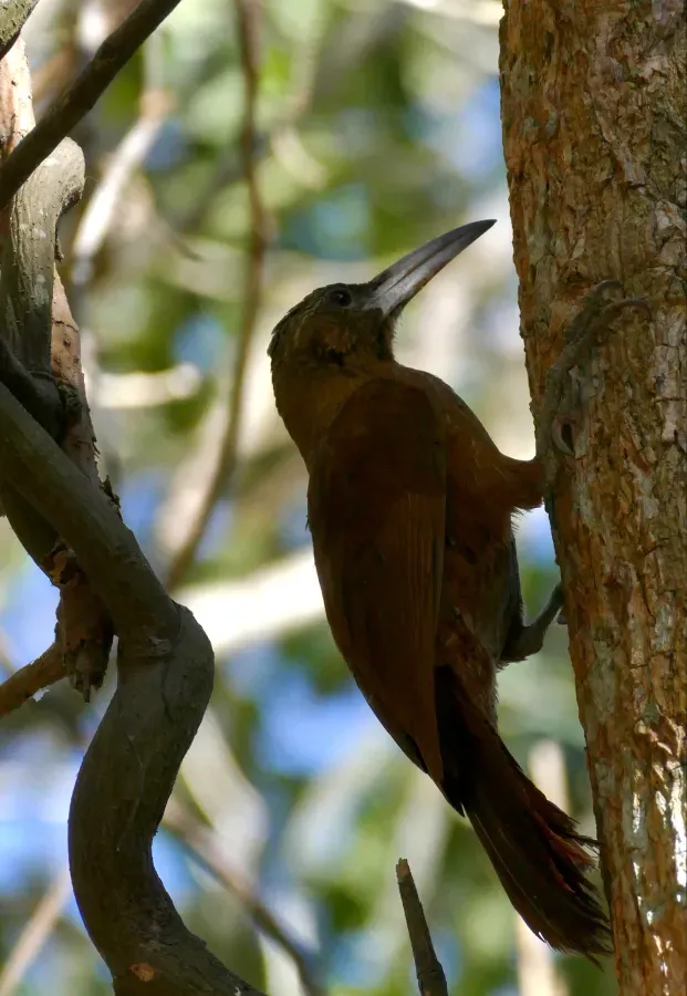 File:Great Rufous Woodcreeper (Xiphocolaptes major) (48424121021).jpg