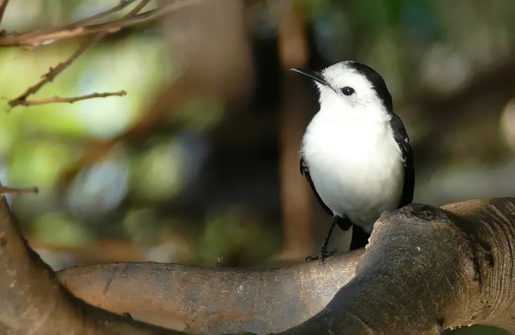 File:Black-backed Water Tyrant (Fluvicola albiventer) (48418180656).jpg