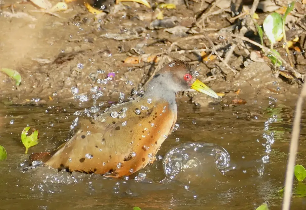 File:Grey-necked Wood Rail (Aramides cajaneus) bathing ... (48376000571).jpg
