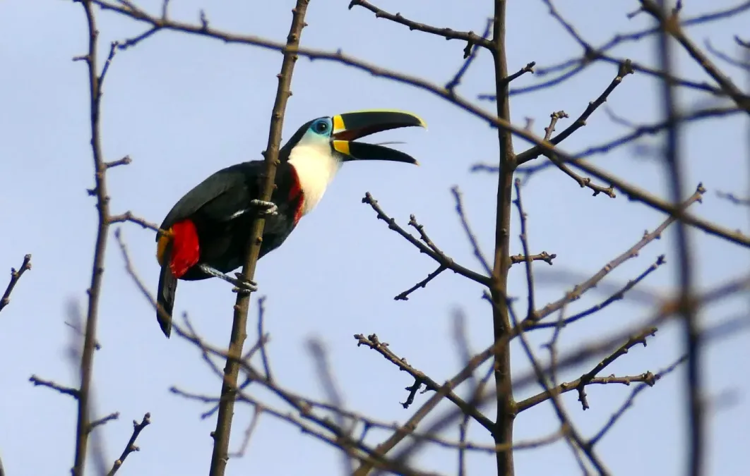File:Channel-billed Toucan (Ramphastos vitellinus) calling ... (48338069032).jpg