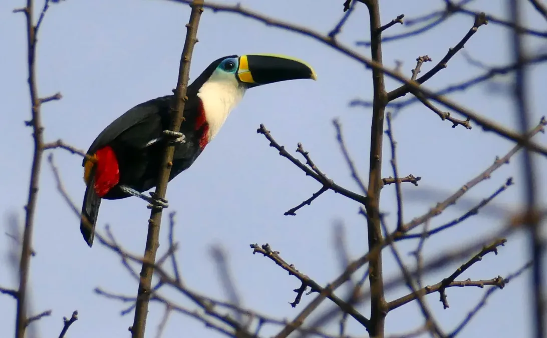File:Channel-billed Toucan (Ramphastos vitellinus) (48337856611).jpg