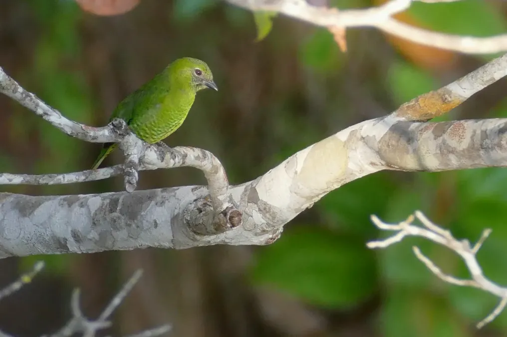 File:Swallow Tanager (Tersina viridis) female ... (48326378492).jpg
