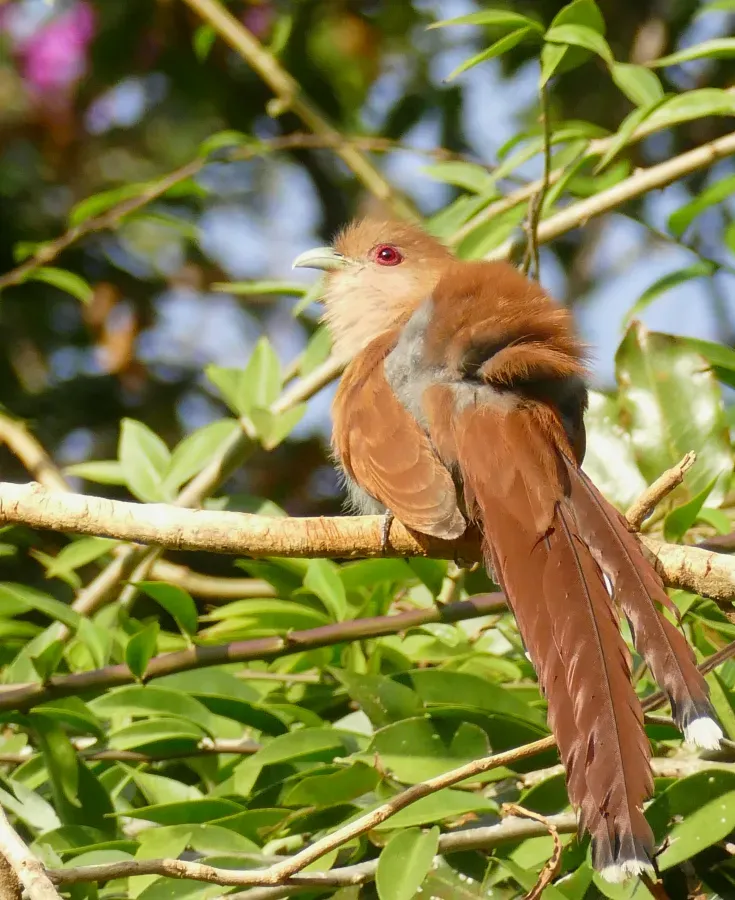 File:Squirrel Cuckoo (Piaya cayana) (48329749482).jpg