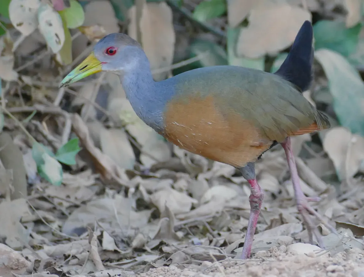 File:Grey-necked Wood Rail (Aramides cajaneus) (48315322296).jpg
