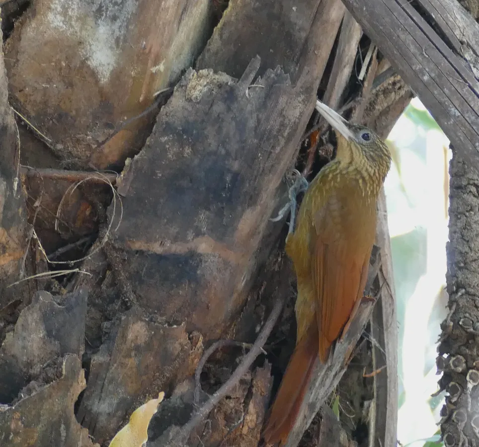 File:Buff-throated Woodcreeper (Xiphorhynchus guttatus) (48309360171).jpg