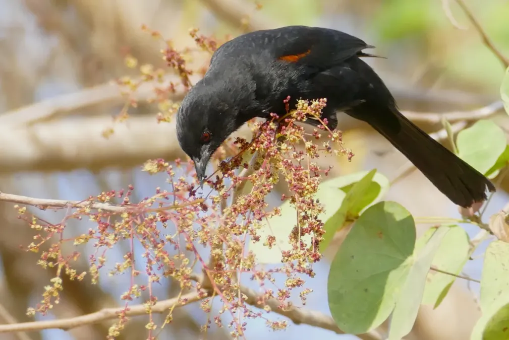 File:Epaulet Oriole (Icterus cayanensis) (48300676566).jpg