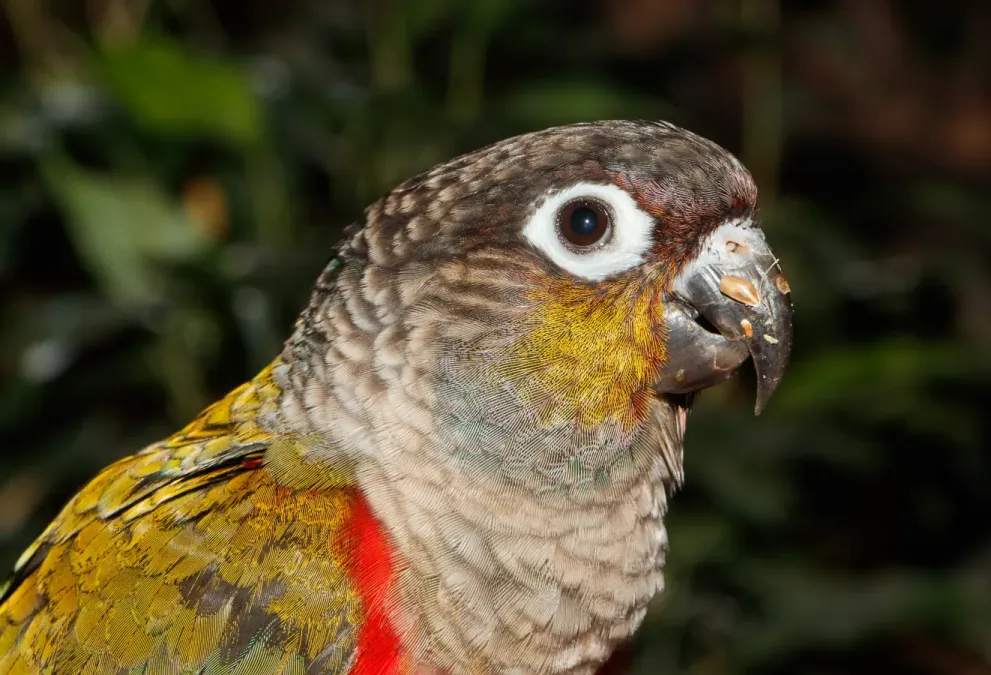 File:Pyrrhura perlata - Karlsruhe Zoo 03.jpg