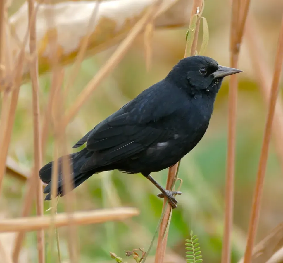 File:Unicolored Blackbird (Agelasticus cyanopus) male.jpg