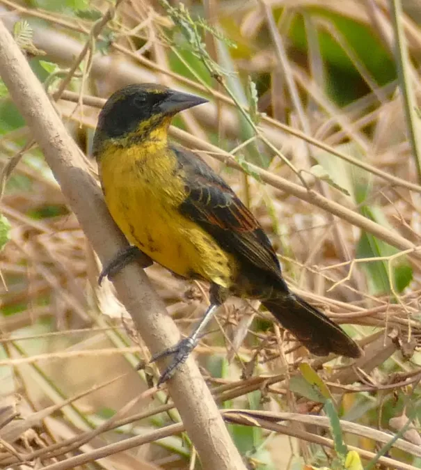 File:Unicolored Blackbird (Agelasticus cyanopus) female.jpg