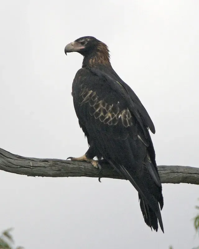 File:Wedge-tailed Eagle (Aquila audax) 2.jpg