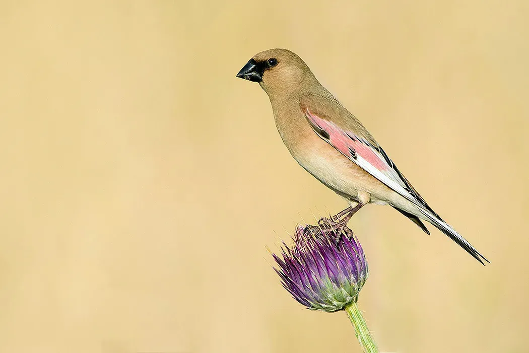 File:Rhodospiza obsoleta in Iran.jpg