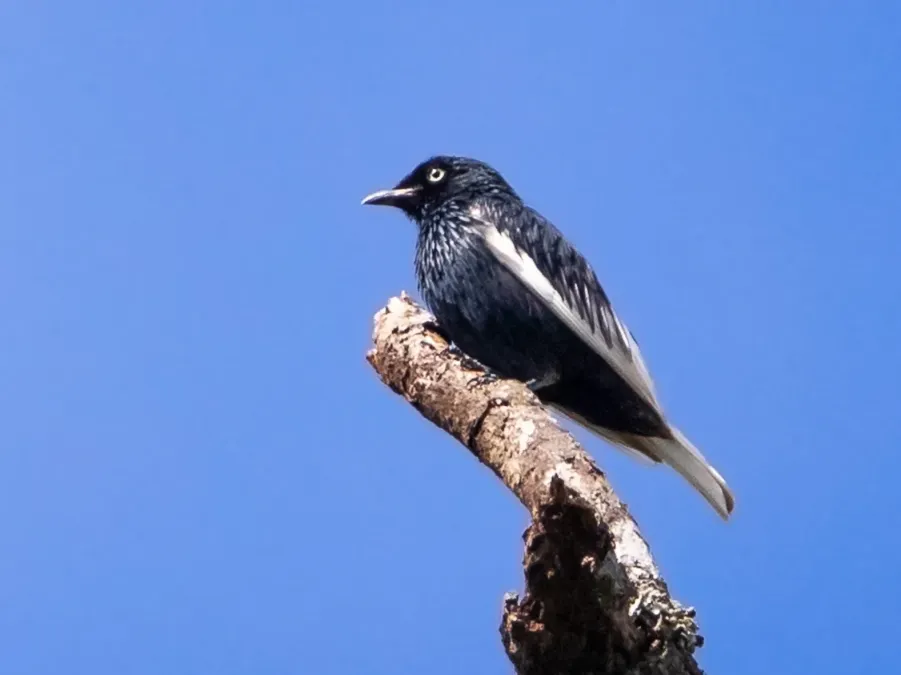 File:Xipholena lamellipennis - White-tailed Cotinga (male); Carajas National Forest, Para, Brazil.jpg