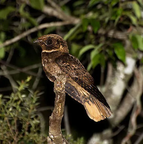File:Rufous Nightjar (Antrostomus rufus) Piraju, São Paulo, Brazil.jpg