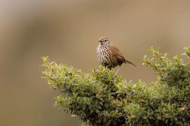 File:Asthenes urubambensis huallagae - Line-fronted Canastero; Bosque Unchog, Huanuco, Peru.jpg