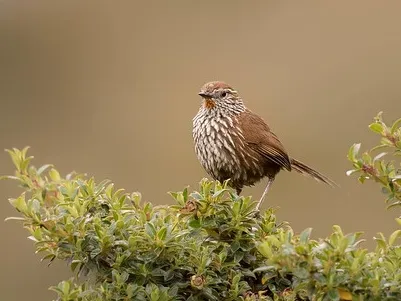 File:Asthenes urubambensis huallagae - Line-fronted Canastero; Bosque Unchog, Huanuco, Peru (cropped).jpg