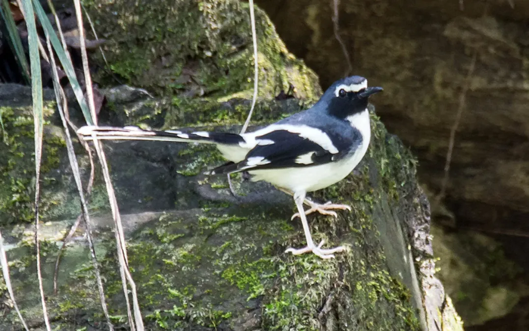 File:Slaty-backed forktail (Enicurus schistaceus) SRI 36 (cropped).jpg