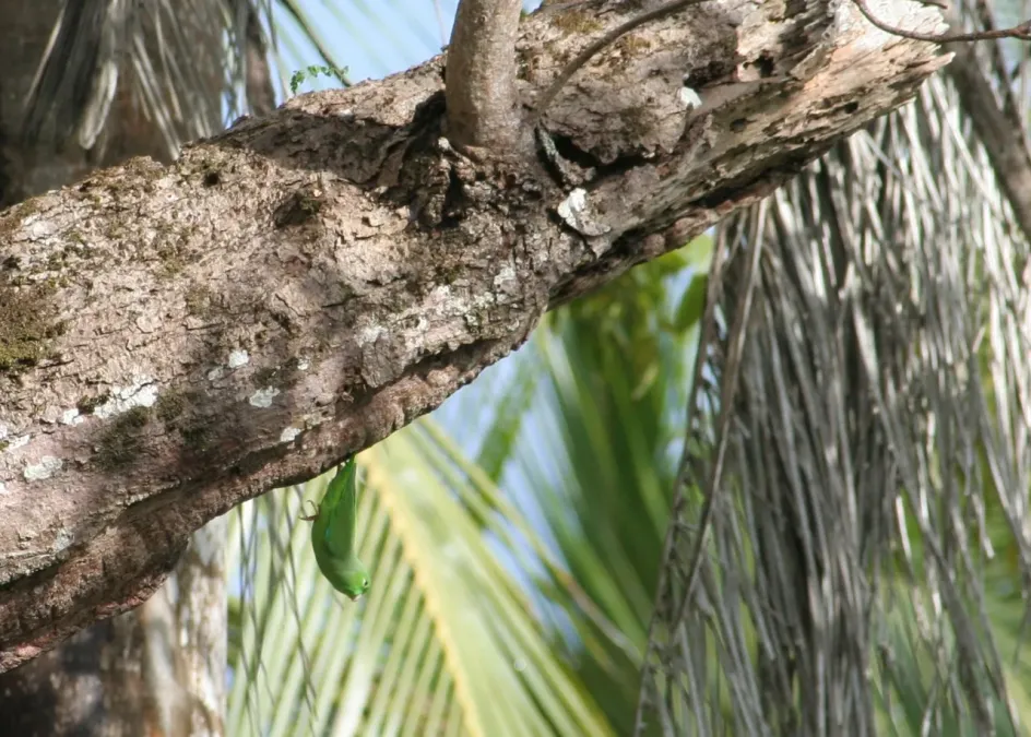 File:Forpus passerinus (2719169185).jpg