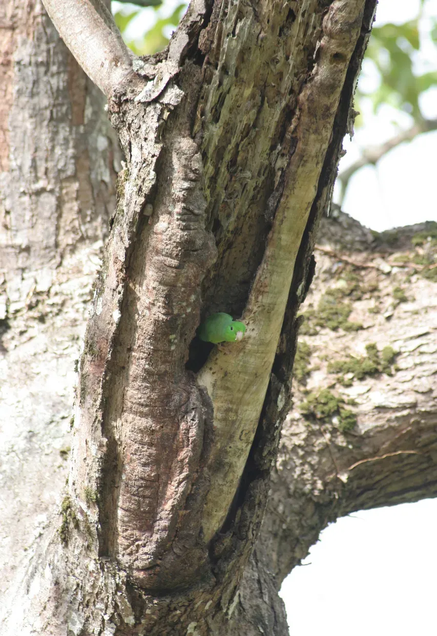 File:Forpus passerinus (2719992640).jpg