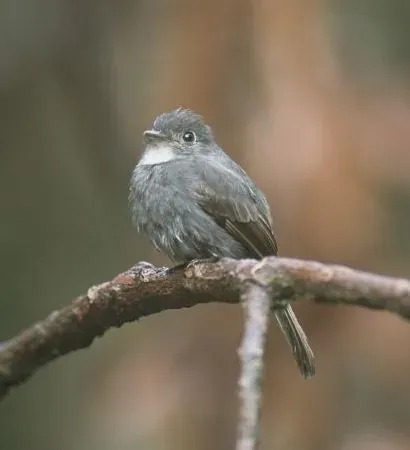 File:White-throated Pewee (Contopus albogularis) (cropped).jpg