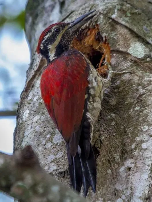 File:Greater Sri Lanka Flameback (Chrysocolaptes stricklandi).jpg