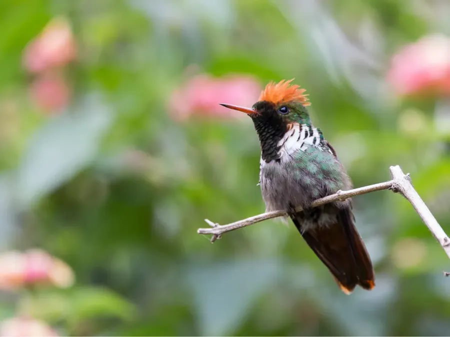 File:Lophornis magnificus 41755924.jpg