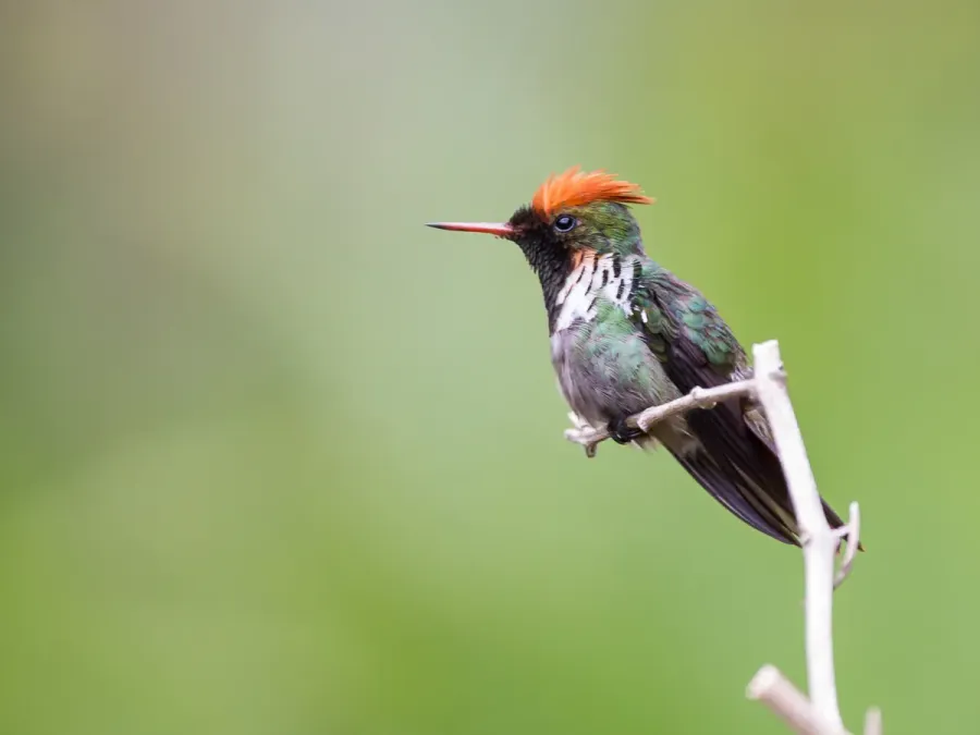 File:Lophornis magnificus 41752857.jpg