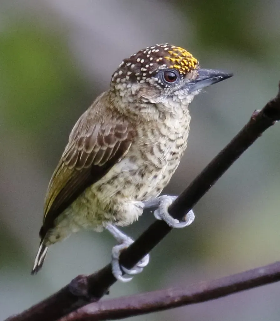 File:Picumnus aurifrons - Bar-breasted Piculet (male), Careiro da Várzea Amazonas, Brazil (cropped).jpg