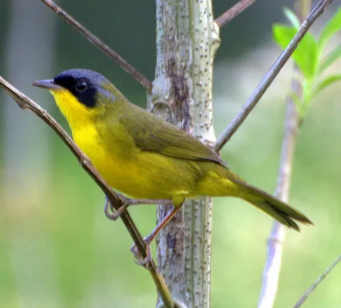 File:Southern Yellowthroat (Geothlypis velata).jpg