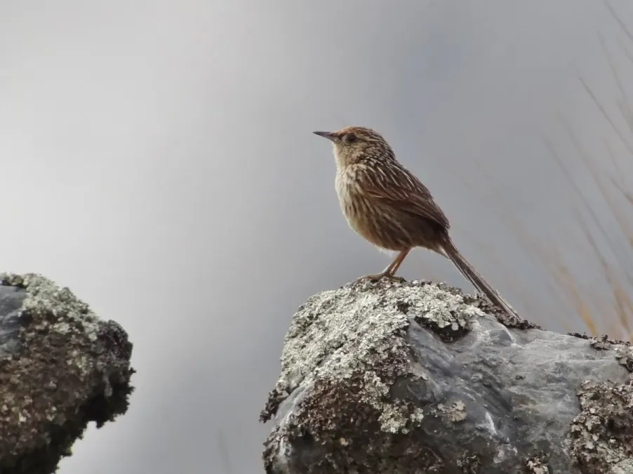 File:Asthenes maculicauda - Scribble-tailed Canastero; Pongo, La Paz, Bolivia (cropped).jpg