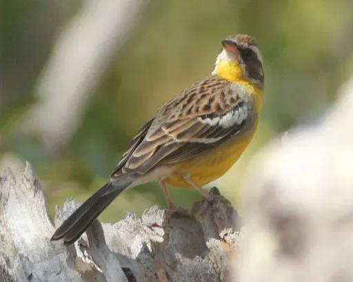 File:Emberiza cabanisi cognominata, Menongue, Birding Weto, a (cropped).jpg