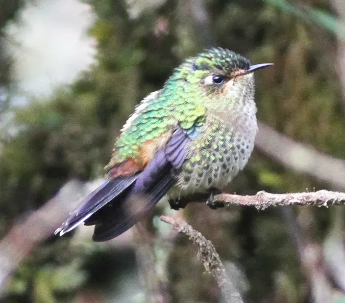 File:Purple-backed Thornbill (Ramphomicron microrhynchum).jpg