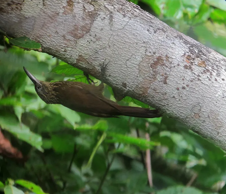 File:Xiphocolaptes promeropirhynchus Trepatroncos gigante Strong-billed Woodcreeper (36736928932).jpg