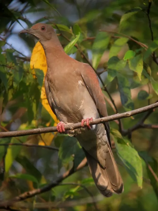 File:Patagioenas subvinacea Paloma colorada Ruddy Pigeon (36720583912).jpg